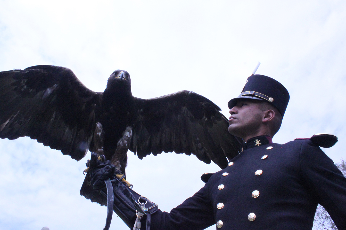 Amenazada y vulnerable, Águila Real en México | Página 66